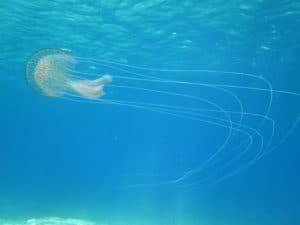 Jellyfish Morray Bay