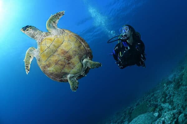 turtle fun dive